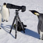 動画：南極の皇帝ペンギン警戒心薄いぞ！カメラマンと映る写真画像