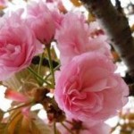 桜の花びら砂糖漬け作り方！保存期間や保存方法