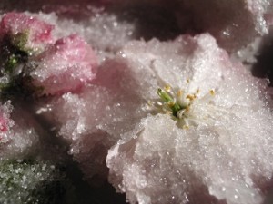 桜の花びら砂糖漬けの作り方
